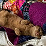 Ori is registered to the contest to win money with this photo: cat, orange_cat, lying_down, quilt, pillow, bed, relaxed, indoor, fur, pet, cute, whiskers, resting, cozy, sleepy, animal, domestic_cat, soft, comfort, nap