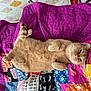 cat, orange_cat, feline, pet, lying_down, quilt, patchwork, colorful, indoor, relaxed, cute, fluffy, whiskers, paw, bedroom, fabric, pattern, resting, domestic_animal, cozy