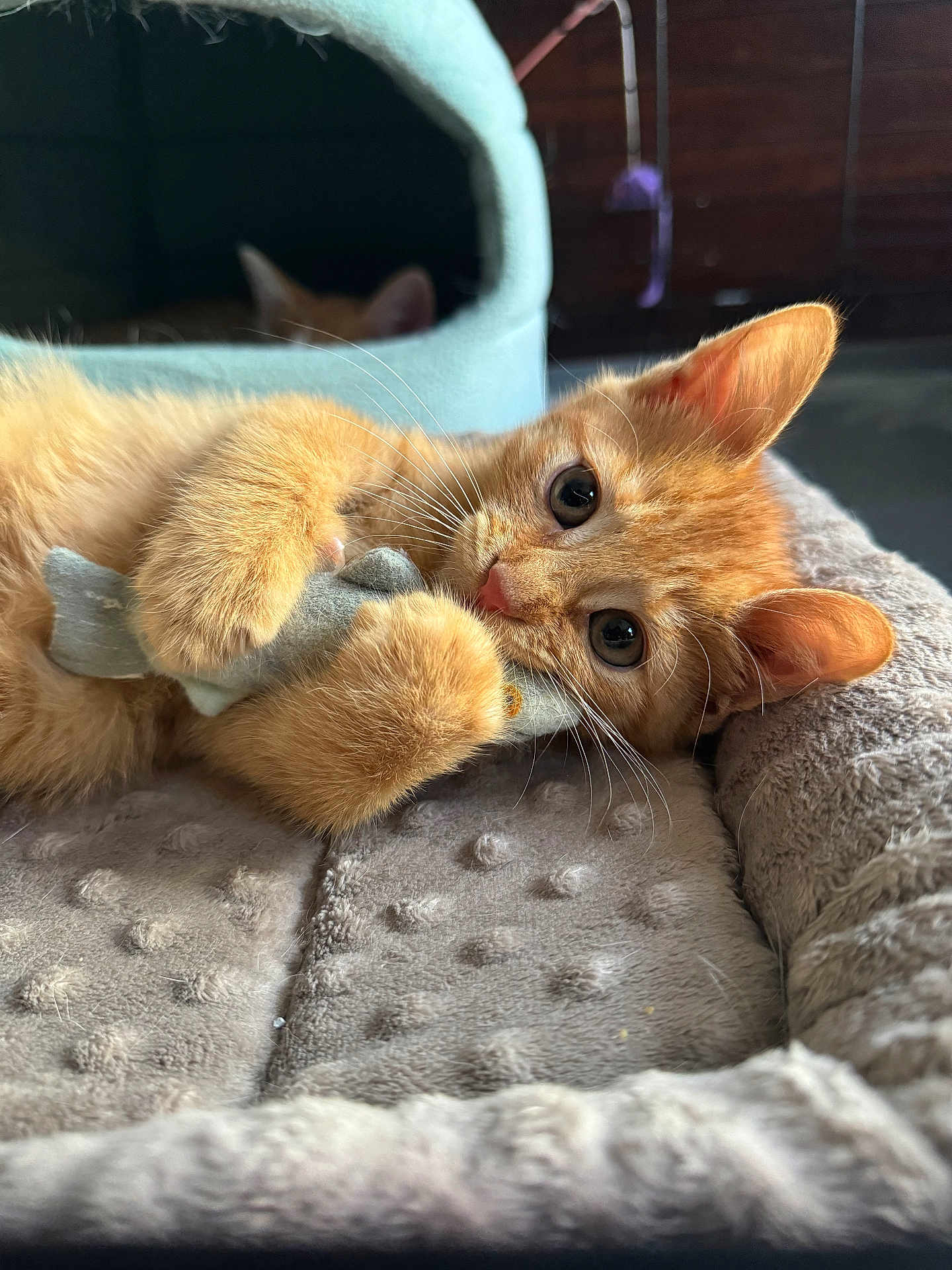 Ori is registered to the contest to win money with this photo: kitten, orange_cat, plush_bed, stuffed_toy, cat_cave, pet, feline, close_up, cute, indoor, cozy, fur, whiskers, playful, resting, animal, pet_accessory, soft_texture, domestic_cat, curious