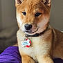 animal, bone_shaped_tag, closeup, clothing, collar, cute, dog, dog_tag, fur, indoor, lap, person, pet, pet_accessory, portrait, puppy, purple_shorts, red_shirt, resting, shiba_inu