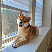 Rocky joined the competition — help win amazing prizes! animal, blurry_background, canine, daylight, dog, ears, fur, happy, home, indoor, paws, pet, portrait, relaxed, shiba_inu, smiling, sunlight, tongue_out, window, windowsill