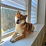 animal, blurry_background, canine, daylight, dog, ears, fur, happy, home, indoor, paws, pet, portrait, relaxed, shiba_inu, smiling, sunlight, tongue_out, window, windowsill