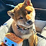 Rocky joined the competition — help win amazing prizes! animal, car_interior, collar, cozy, cute, dog, dog_bed, indoors, leash, pet, plush_toy, puppy, resting, seat, shiba_inu, smiling_toy, soft_toy, sunlight, window, young_dog