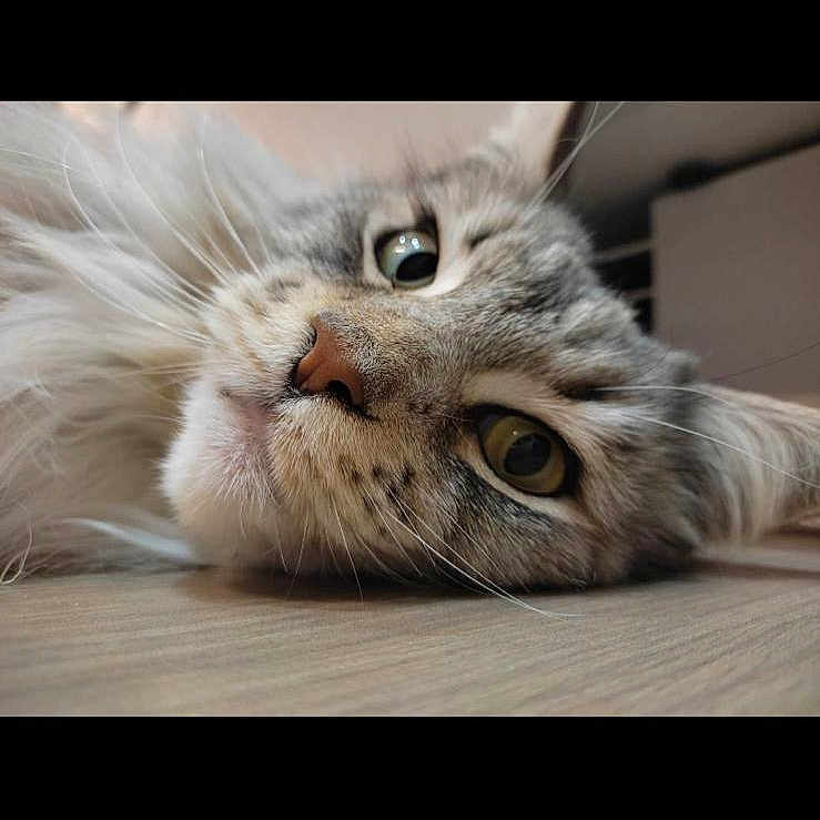Lola a rejoint le concours — aidez-le/la à gagner de superbes lots ! cat, close_up, fluffy, gray, white, lying_down, floor, wooden_floor, pet, animal, whiskers, face, eyes, fur, indoor, cute, relaxed, portrait, domestic, feline