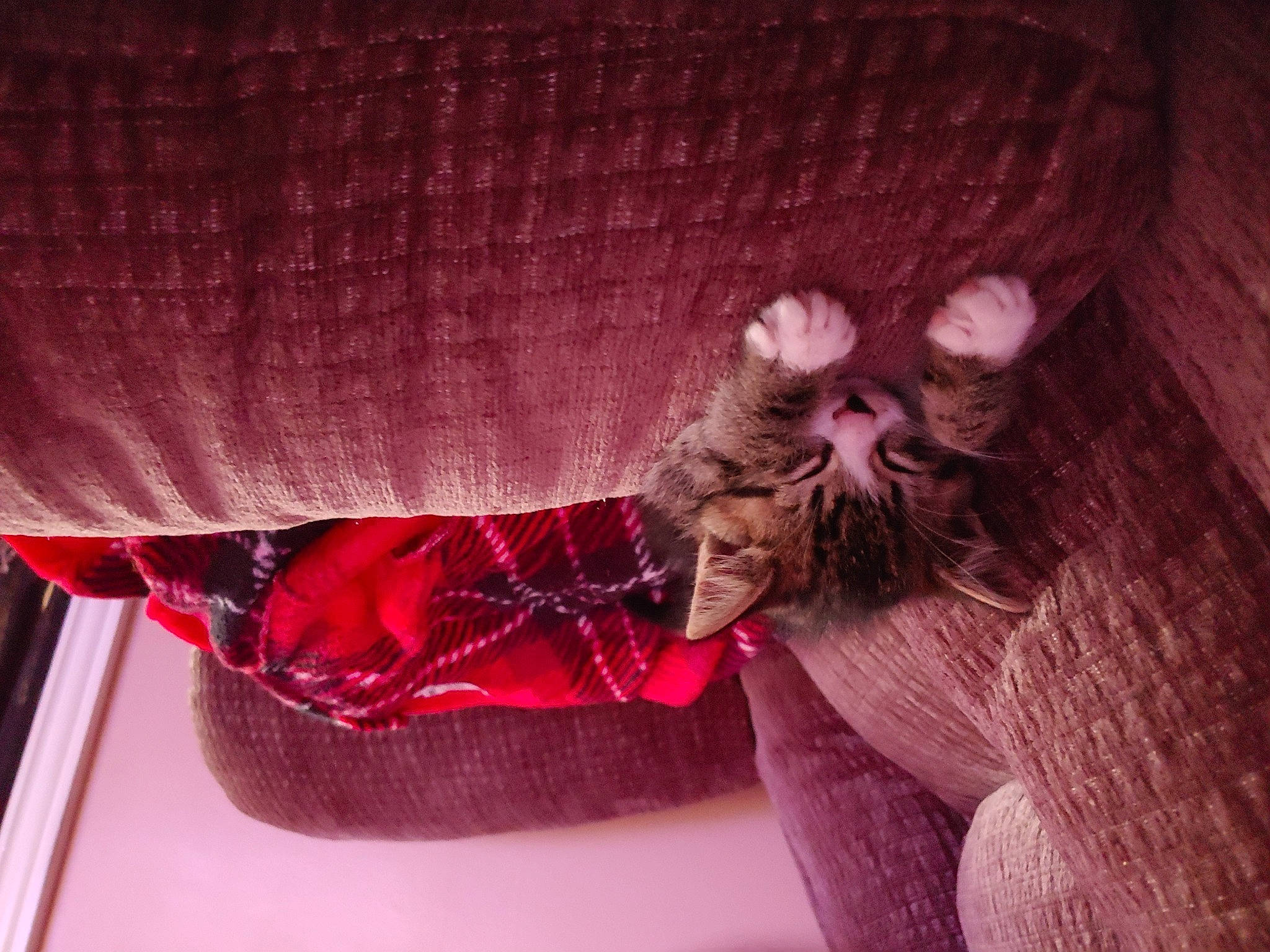 Latte joined the competition — help win amazing prizes! carmine, carnivore, cat, cat_bed, cat_supply, comfort, domestic_short_haired_cat, fawn, felidae, fur, hat, human_leg, linens, magenta, paw, plant, purple, small_to_medium_sized_cats, tail, whiskers