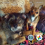 Blondie And Diamond joined the competition — help win amazing prizes! advertising, art, canidae, carnivore, companion_dog, dog, dog_breed, dog_supply, font, fur, internet_meme, magazine, paw, photo_caption, photography, publication, puppy, recipe, screenshot, sporting_group