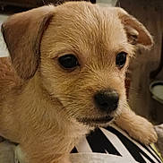 Jackson is registered to the contest to win money with this photo: puppy, dog, close_up, light_brown, fur, eyes, nose, paw, cute, pet, indoor, person, shirt, black_letters, resting, animal, young, face, portrait, domestic