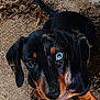 Alfred participe au concours pour gagner de l'argent avec cette photo : animal, black, blue_eye, closeup, curious, cute, dachshund, dog, fur, ground, leaves, looking_up, nature, outdoor, pet, puppy, small, tan, twigs, young