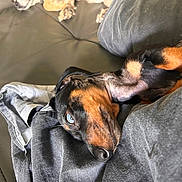 Alfred participe au concours pour gagner de l'argent avec cette photo : animal, black_and_tan, blanket, blue_eyes, canine, closeup, companion, cozy, dachshund, dog, ears, fabric, fur, indoor, leather_couch, lying_down, pet, relaxed, resting, snout