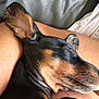 animal, black_and_brown, close_up, companion, couch, cute, dog, domestic, ear, fur, human_arm, indoor, leather, nap, pet, relaxation, resting, skin, sleeping, whiskers