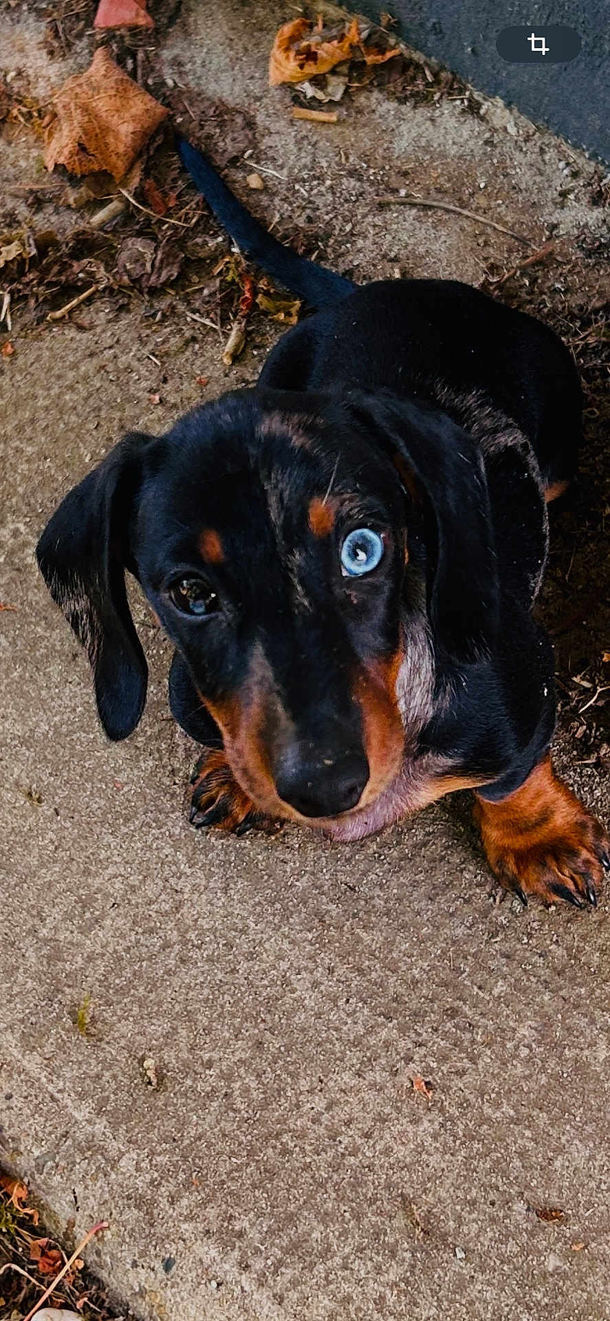 Alfred a rejoint le concours — aidez-le/la à gagner de superbes lots ! animal, black_and_tan, blue_eye, concrete, curious, cute, dachshund, dog, ears, leaves, looking_up, outdoor, paw, pet, puppy, sitting, small_dog, snout, tail, young