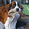dog, saint_bernard, indoor, wooden_floor, rag, furniture, shelf, cds, dvd, water_bottle, chair, blanket, cozy, pet, animal, floor, guilty, brown, white, black