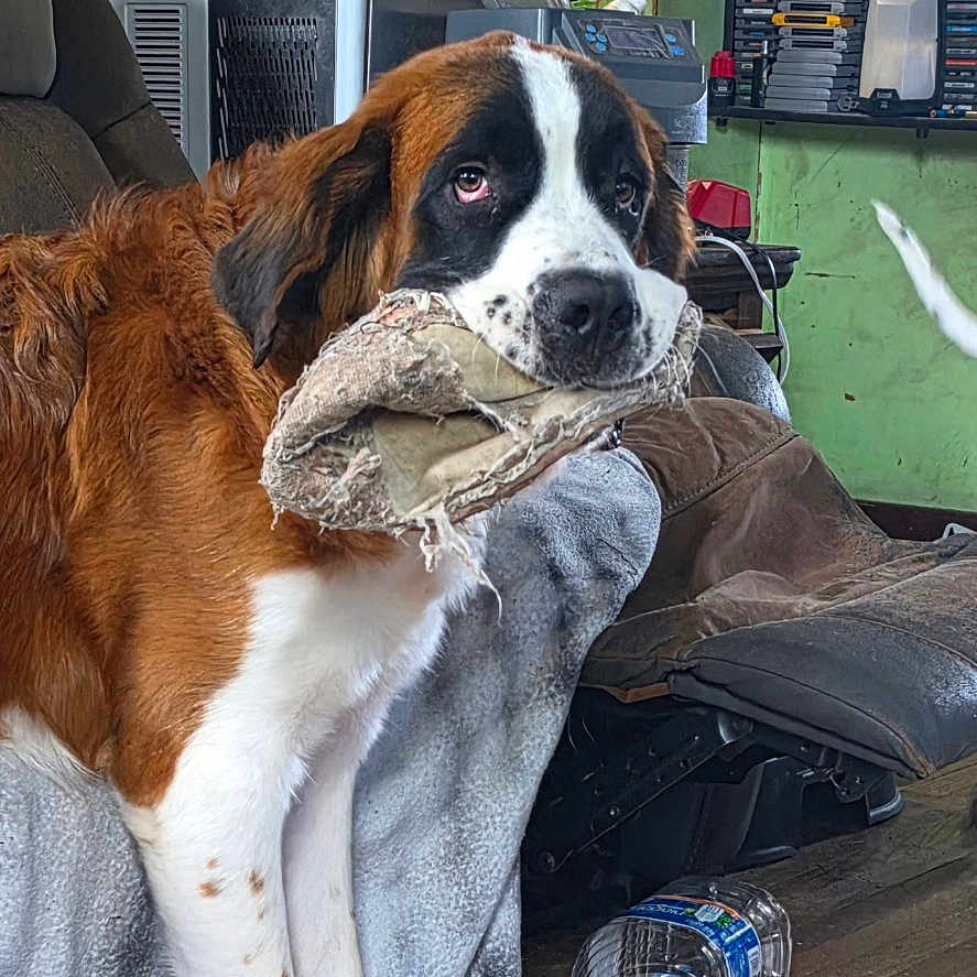 Gunner is registered to the contest to win money with this photo: dog, saint_bernard, indoor, wooden_floor, rag, furniture, shelf, cds, dvd, water_bottle, chair, blanket, cozy, pet, animal, floor, guilty, brown, white, black