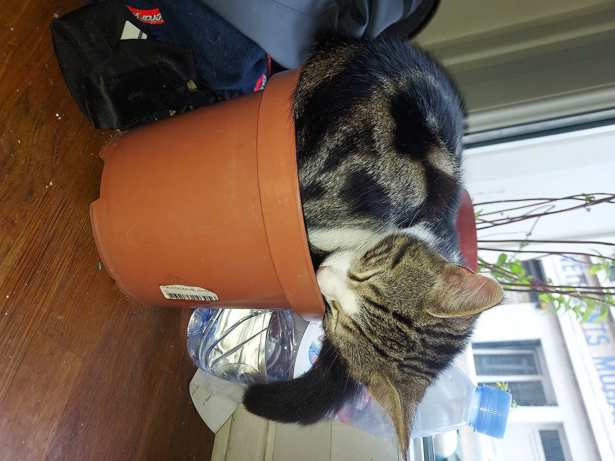 Alf participe au concours pour gagner de l'argent avec cette photo : carmine, cat, comfort, denim, electric_blue, fashion_accessory, felidae, fur, human_leg, personal_protective_equipment, sleeve, small_to_medium_sized_cats, snout, tail, thigh, thread, whiskers, window, wool, wrist