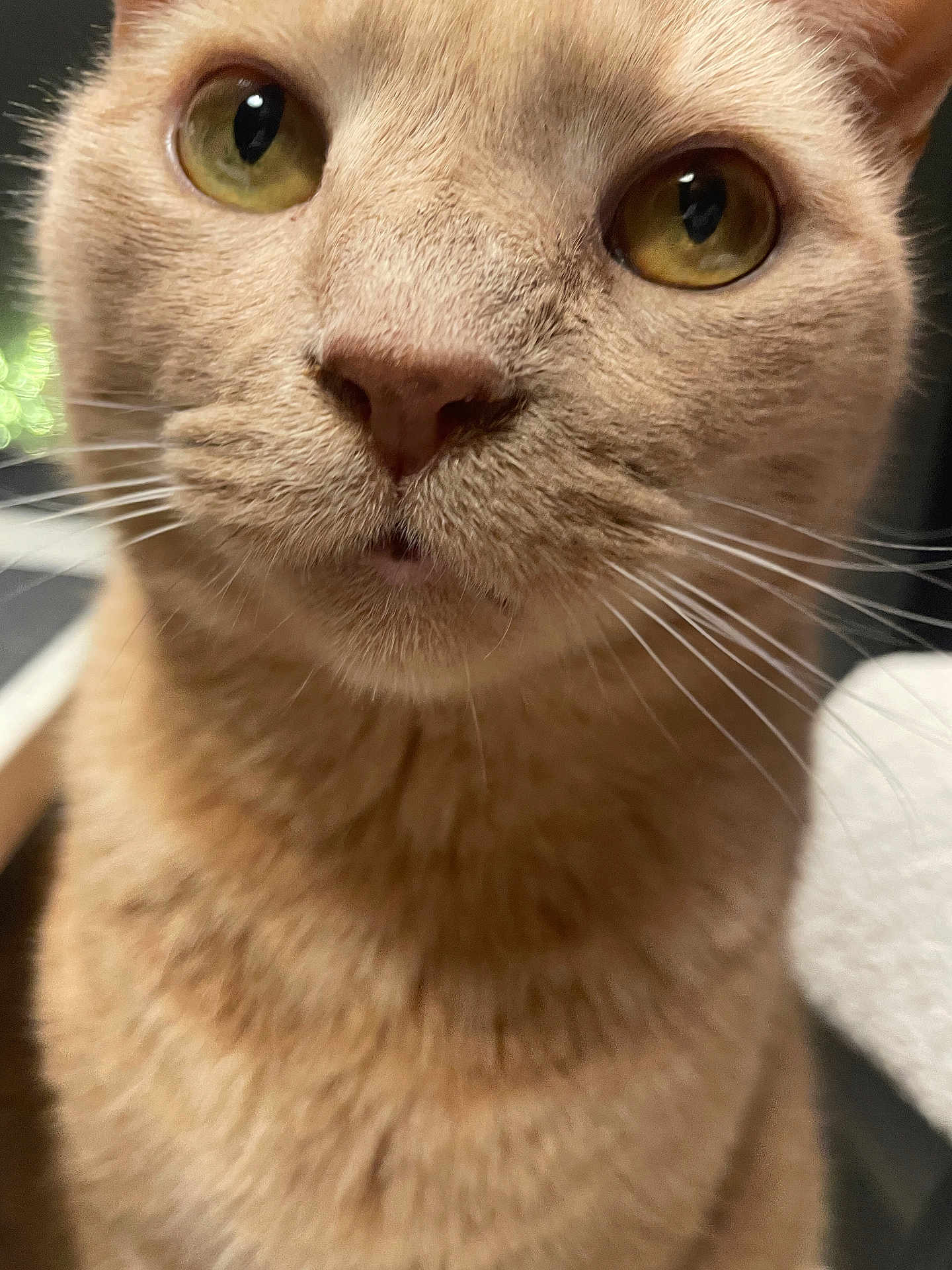 Milo is registered to the contest to win money with this photo: cat, close_up, ginger_cat, whiskers, feline, pet, animal, yellow_eyes, fur, curious, face, portrait, domestic_cat, indoor, mammal, cute, soft, closeup, looking, nose