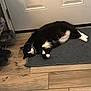 Bandit is registered to the contest to win money with this photo: cat, black_and_white_cat, indoor, flooring, rug, door, relaxed, lounging, pet, animal, whiskers, paws, household, cozy, wooden_floor, curious, tiled_floor, domestic_cat, feline, resting