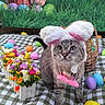 animal, background, basket, bunny_ears, cat, checkered_blanket, colorful, cute, decorations, easter_eggs, festive, flowers, grass, gray_cat, holiday, nature, outdoor, pet, playful, spring