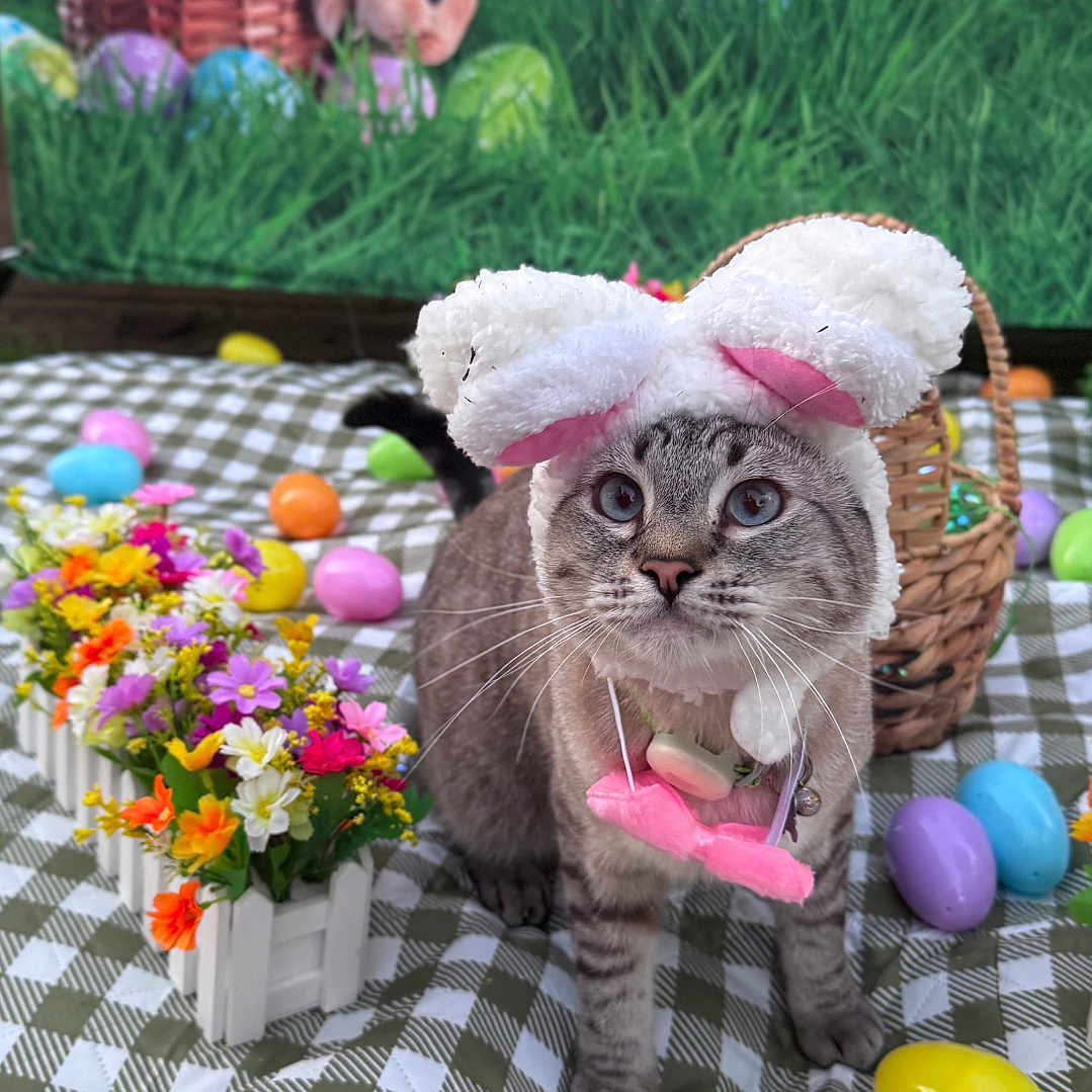 Chalupa Batman joined the competition — help win amazing prizes! animal, background, basket, bunny_ears, cat, checkered_blanket, colorful, cute, decorations, easter_eggs, festive, flowers, grass, gray_cat, holiday, nature, outdoor, pet, playful, spring