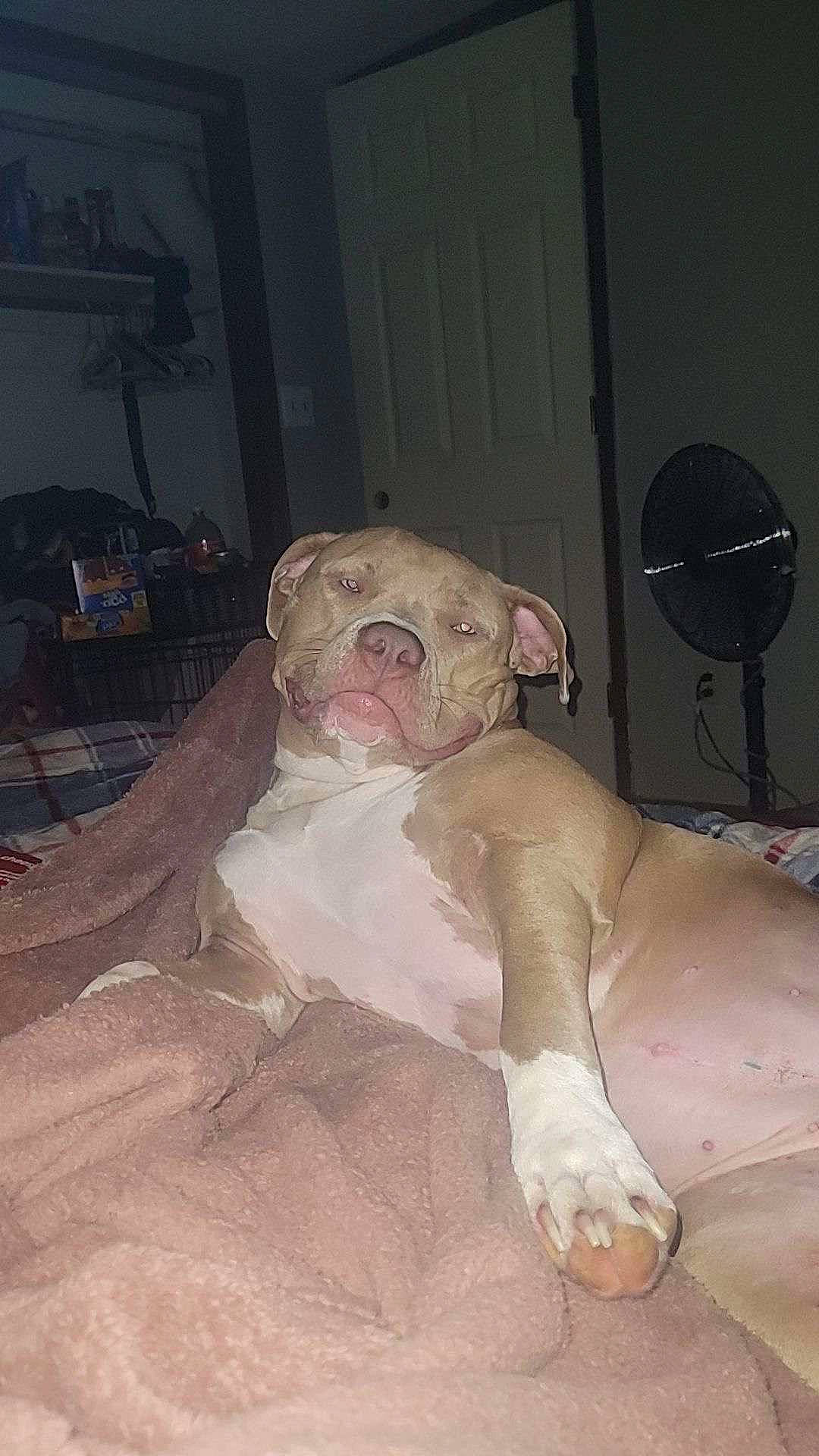 Luna joined the competition — help win amazing prizes! bulldog, comfort, companion_dog, dog_breed, fawn, flesh, fur, linens, mechanical_fan, non_sporting_group, peach, room, snout, tail, terrestrial_animal, toy, wood, wrinkle