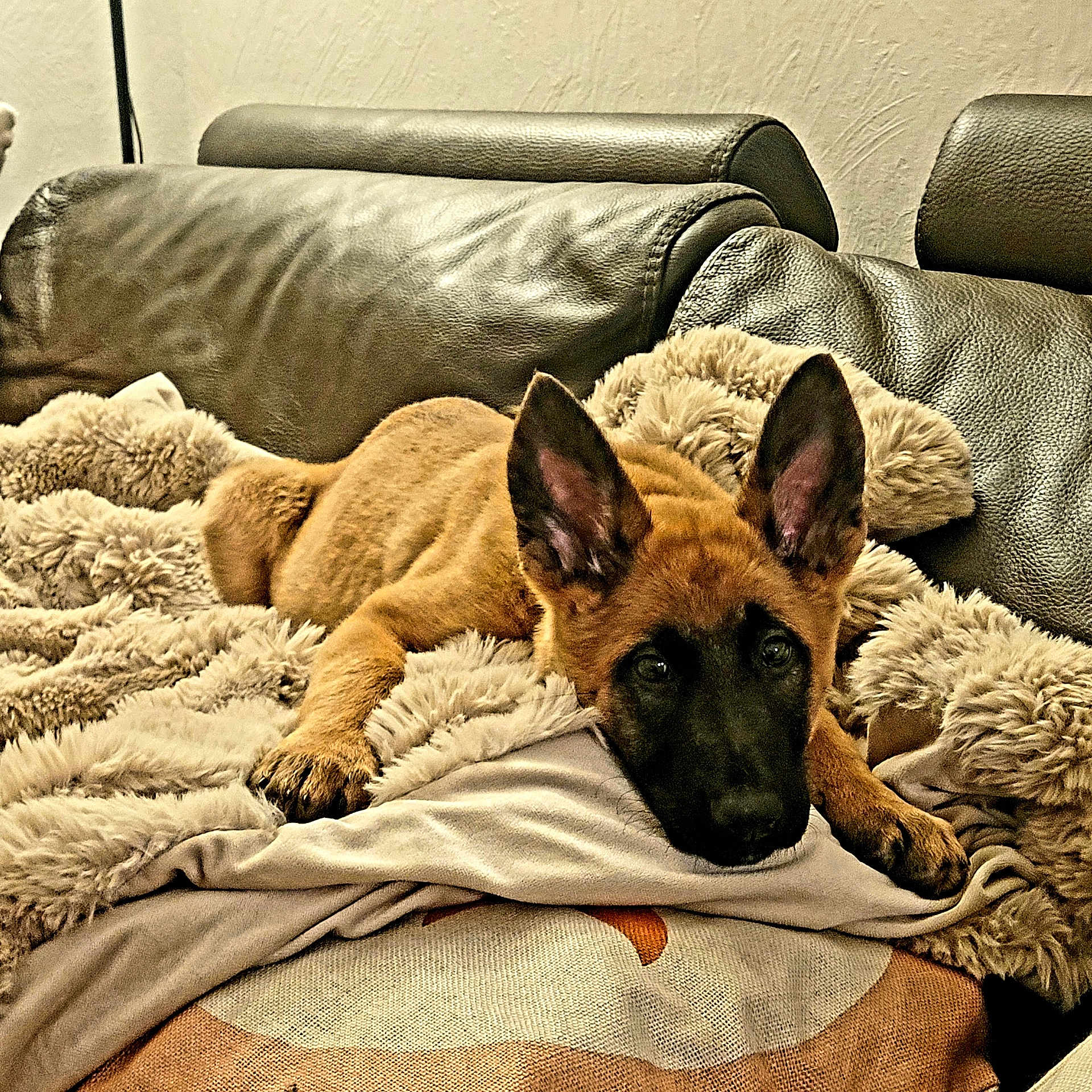 Flokie participe au concours pour gagner de l'argent avec cette photo : animal, bed, bedroom, blanket, canine, chair, couch, cushion, dog, furniture, germanshepherd, homedecor, hound, indoors, livestock, person, pet, puppy, room, sheep