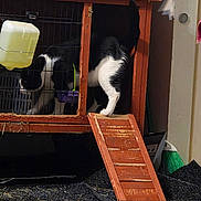 Moose Magoo is registered to the contest to win money with this photo: animal, animal_care, black_and_white_cat, black_floor_mat, cage, cat, curious, domestic, door, exploring, feline, floor, household_items, indoor, pet, pet_habitat, ramp, water_dispenser, wood, wooden_hutch