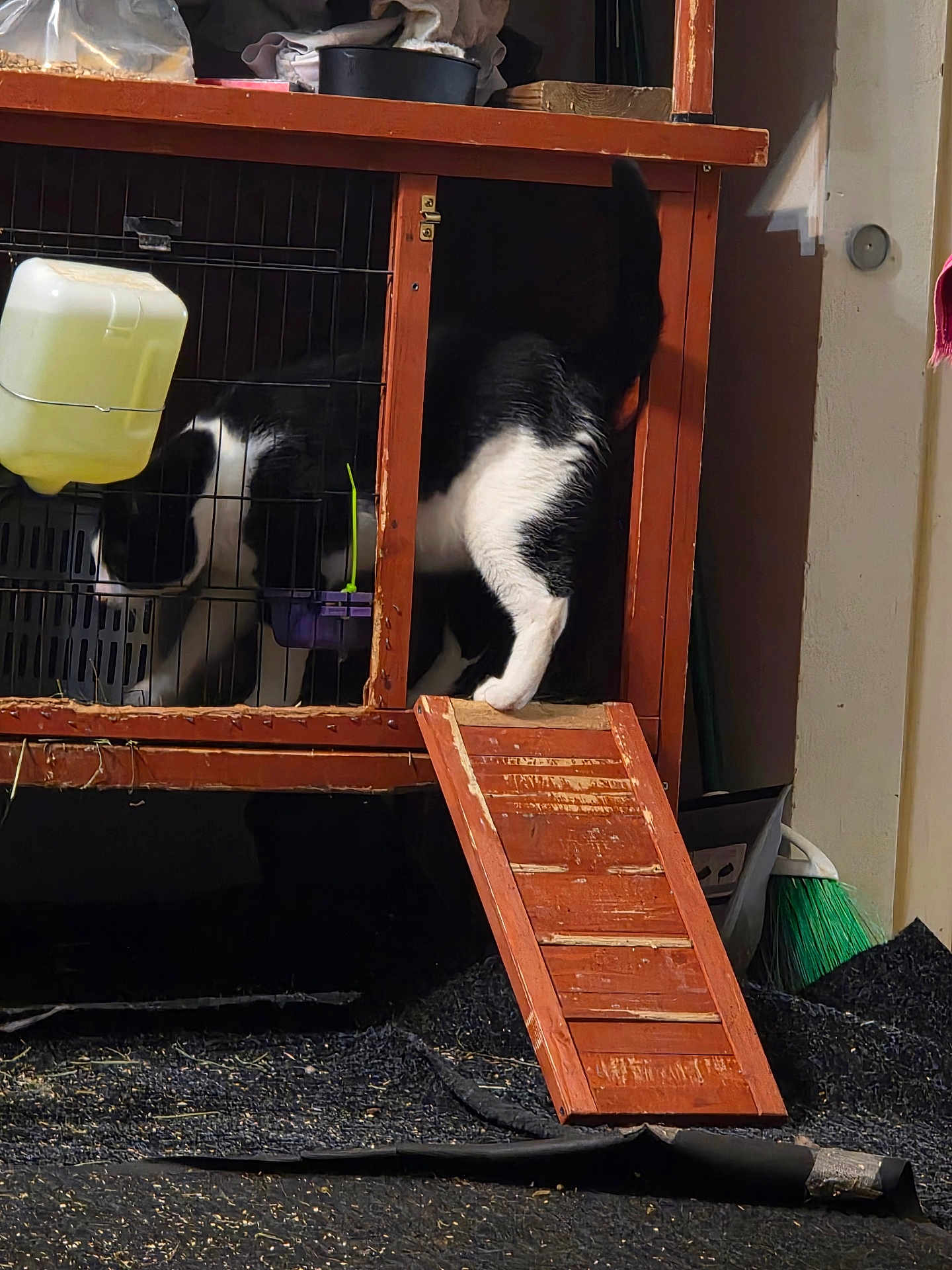 Moose Magoo is registered to the contest to win money with this photo: animal, animal_care, black_and_white_cat, black_floor_mat, cage, cat, curious, domestic, door, exploring, feline, floor, household_items, indoor, pet, pet_habitat, ramp, water_dispenser, wood, wooden_hutch