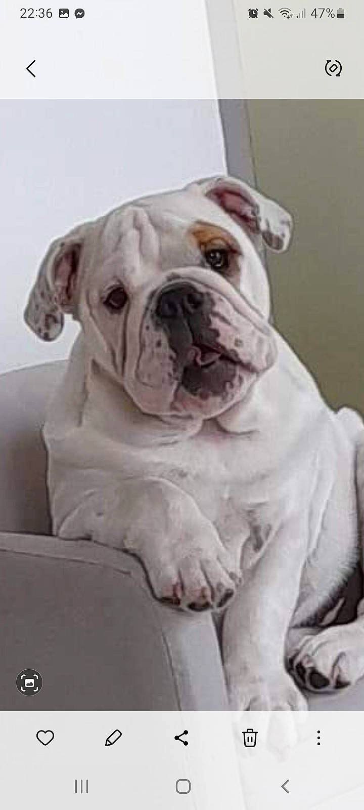 Taïka participe au concours pour gagner de l'argent avec cette photo : bulldog, canidae, carnivore, companion_dog, dog, dog_breed, fawn, non_sporting_group, snout, sporting_group, white_english_bulldog, working_animal, working_dog, wrinkle