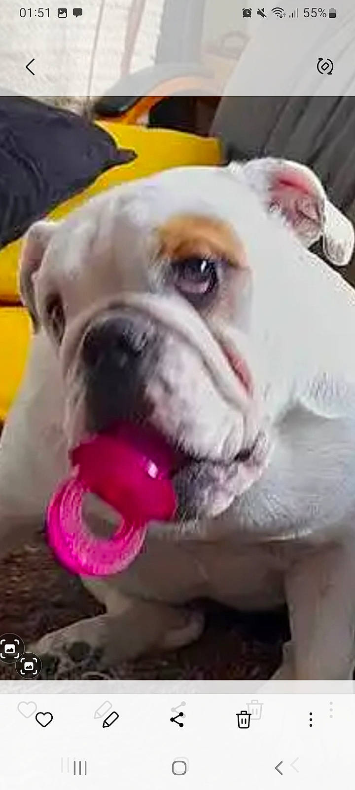 Taïka a rejoint le concours — aidez-le/la à gagner de superbes lots ! bulldog, canidae, carnivore, collar, companion_dog, dog, dog_breed, dog_collar, ear, fawn, non_sporting_group, old_english_bulldog, puppy, snout, sporting_group, toy_dog, white_english_bulldog, working_animal, wrinkle