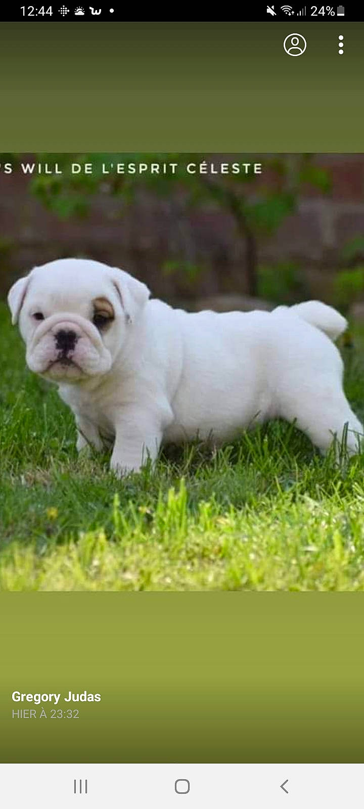 Taïka a rejoint le concours — aidez-le/la à gagner de superbes lots ! ancient_dog_breeds, bulldog, canidae, carnivore, companion_dog, dog, dog_breed, fawn, grass, molosser, non_sporting_group, photo_caption, plant, puppy, snout, sporting_group, terrestrial_animal, toy_dog, white_english_bulldog, wrinkle