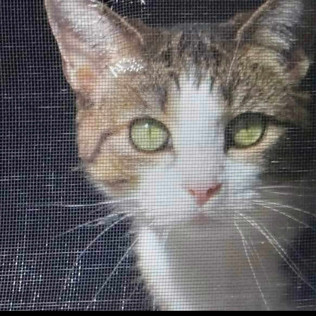 Tinsel is registered to the contest to win money with this photo: abyssinian, angora, animal, cat, egyptiancat, face, head, kitten, manx, person, pet