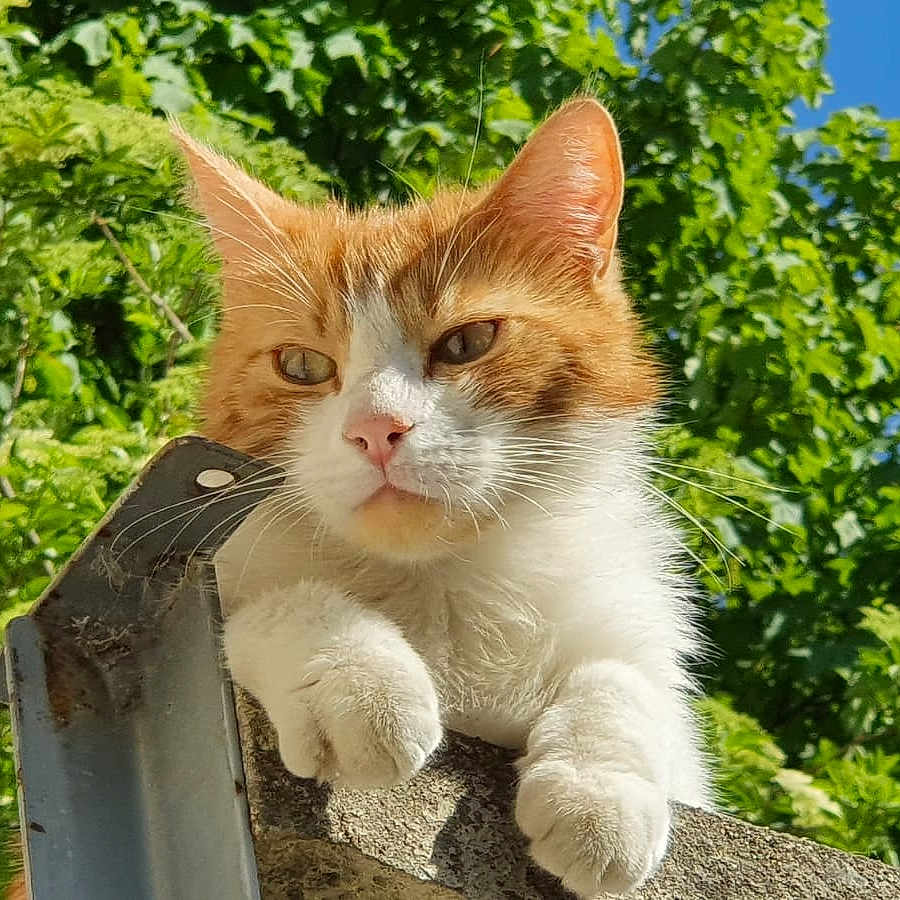 Nelson