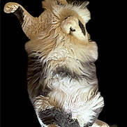 Scar Scar joined the competition — help win amazing prizes! cat, fluffy, lying_down, white, gray, furry, pet, relaxed, animal, cute, paws, playful, domestic_cat, sleepy, whiskers, tail, soft, isolated, studio, black_background