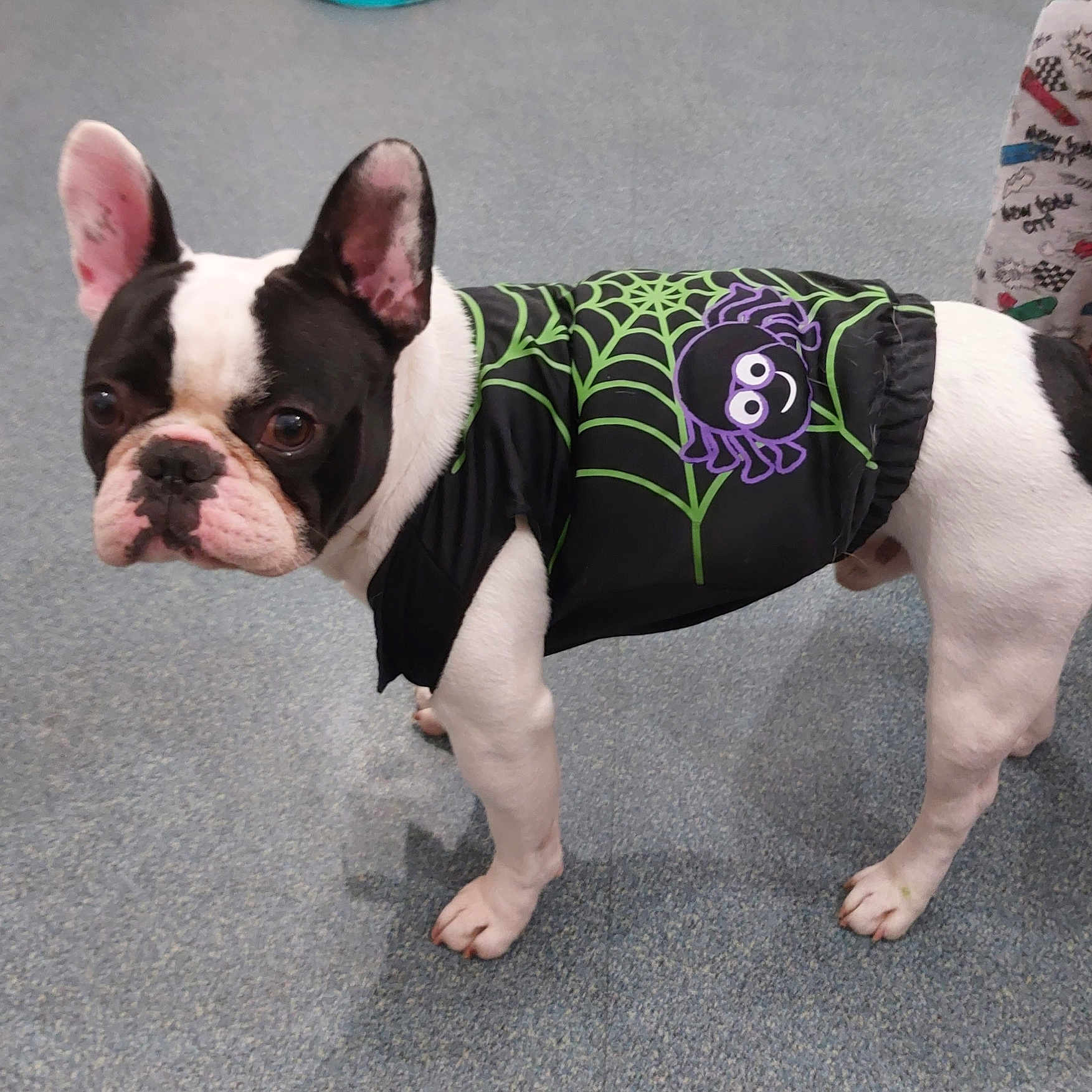 Biscuit participe au concours pour gagner de l'argent avec cette photo : animal, baby, bostonbull, boxer, bulldog, canine, dog, formalwear, frenchbulldog, person, pet, pitbull, policedog, puppy, whitedog