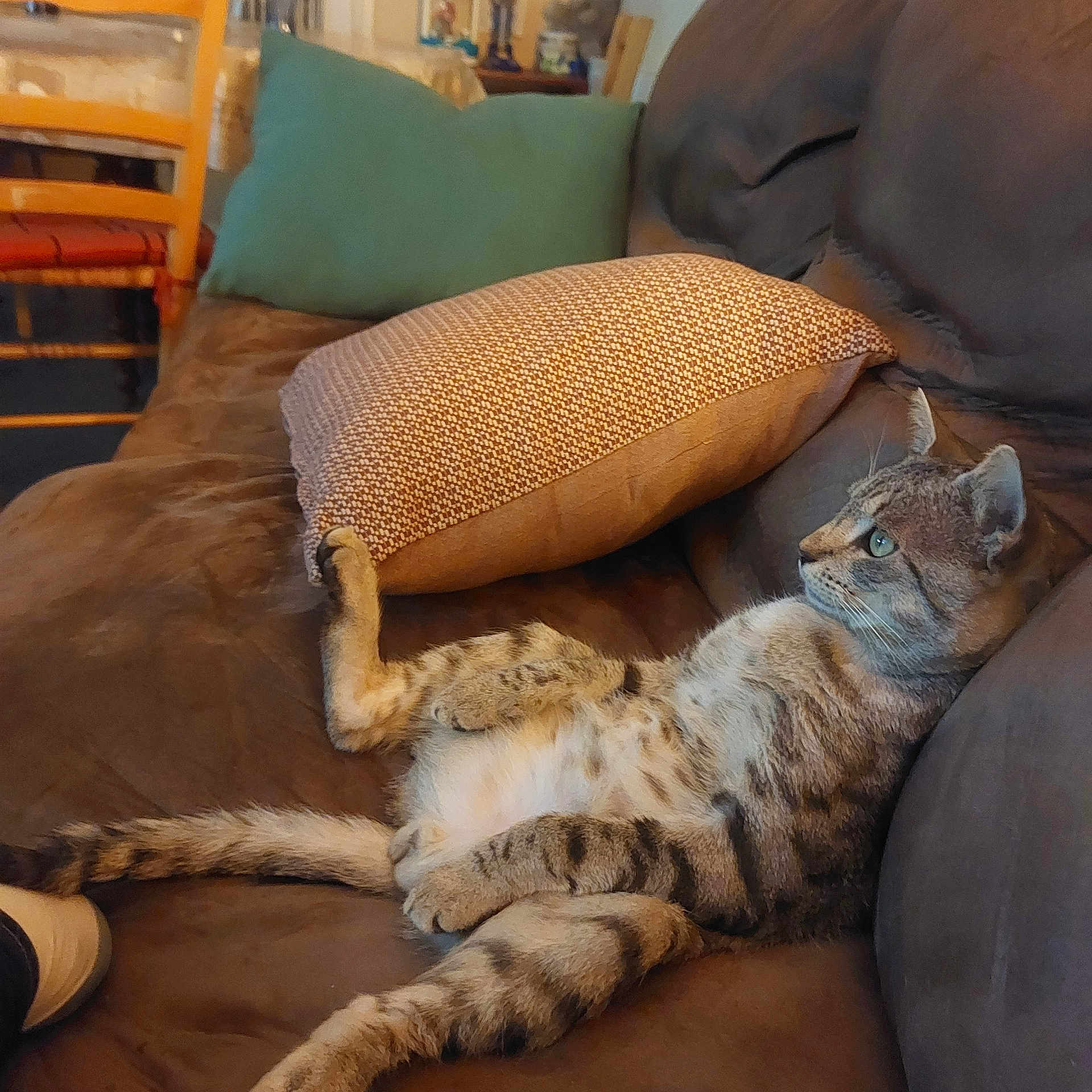Olaf a rejoint le concours — aidez-le/la à gagner de superbes lots ! animal, bed, blanket, cat, chair, couch, cushion, egyptiancat, furniture, homedecor, indoors, kitten, panther, person, pet, pillow, sleeping