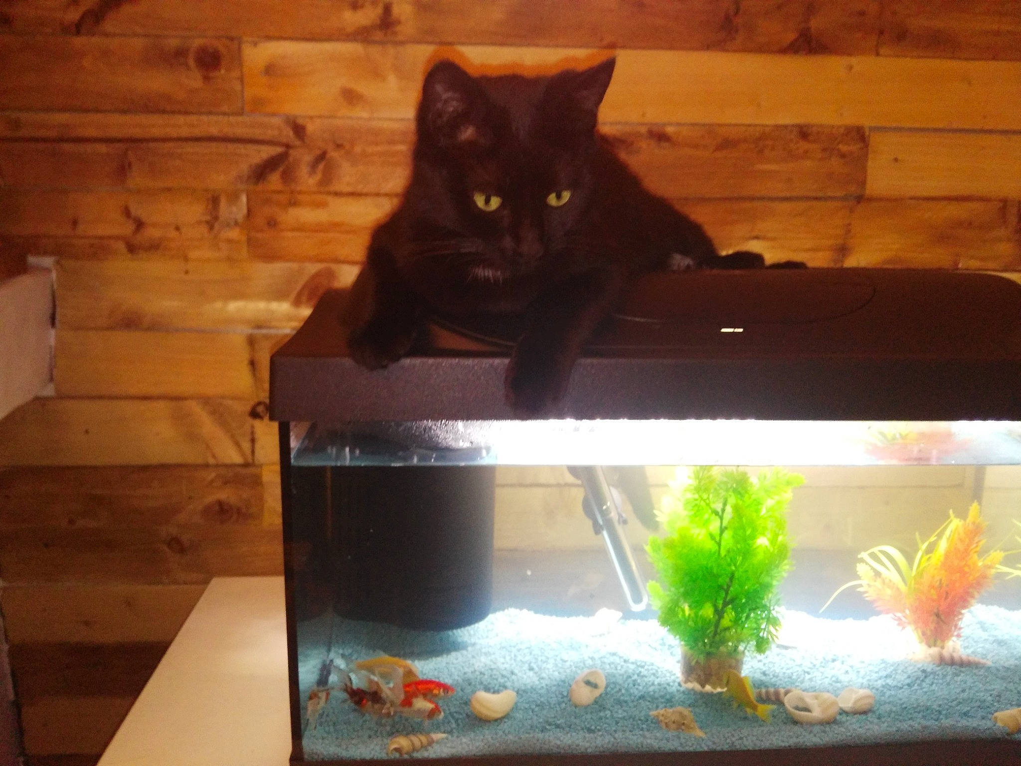 Gaillette participe au concours pour gagner de l'argent avec cette photo : aquarium, aquatic_plant, bombay, carnivore, cat, feeder_fish, felidae, fish, fish_supply, marine_biology, pet_supply, plant, rectangle, small_to_medium_sized_cats, tail, tints_and_shades, water, whiskers, window, wood