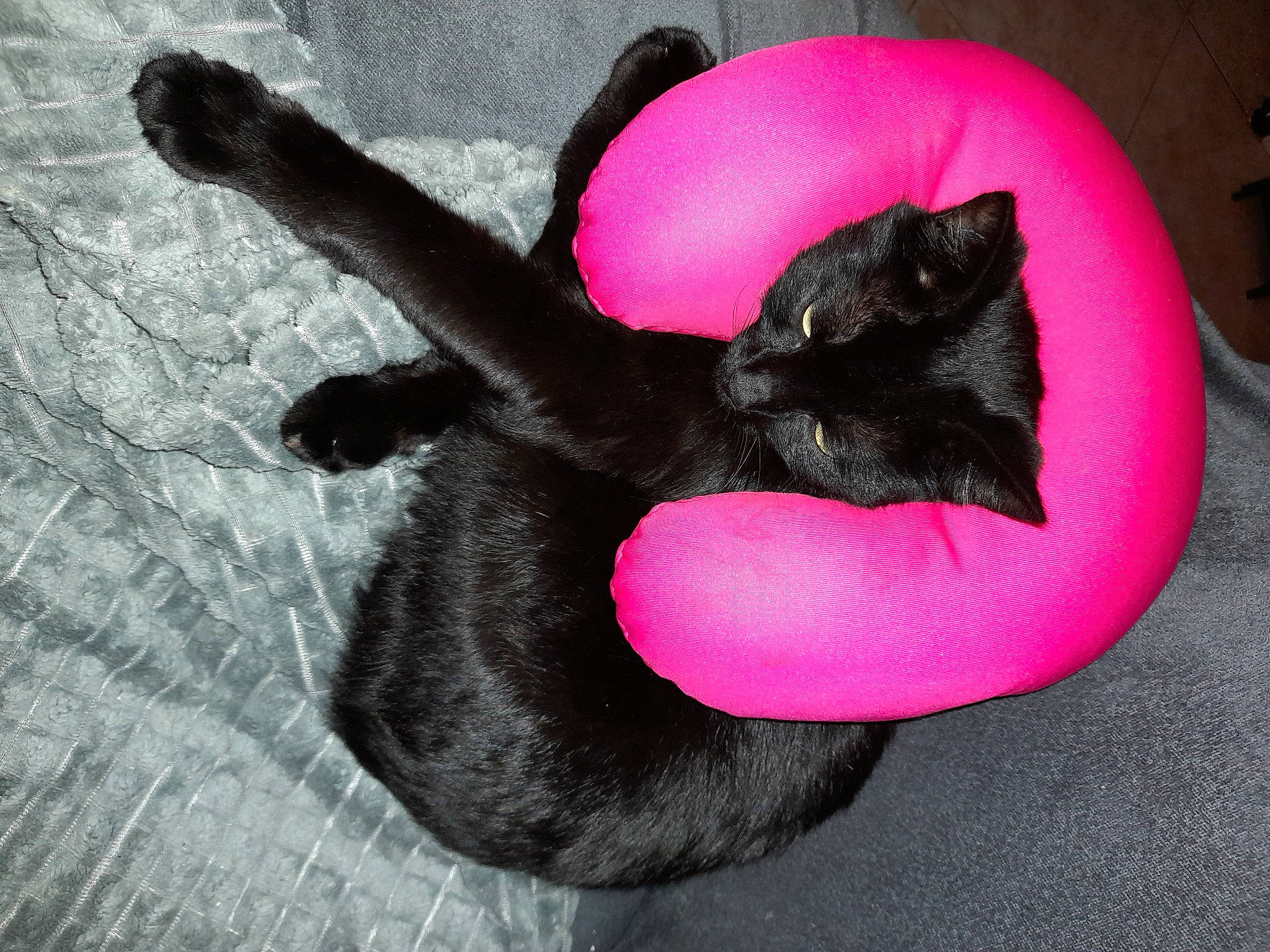 Gaillette a rejoint le concours — aidez-le/la à gagner de superbes lots ! black_cat, bombay, canidae, carnivore, cat, cat_bed, comfort, companion_dog, dog_breed, fawn, felidae, fur, gesture, magenta, paw, small_to_medium_sized_cats, snout, sporting_group, tail, whiskers