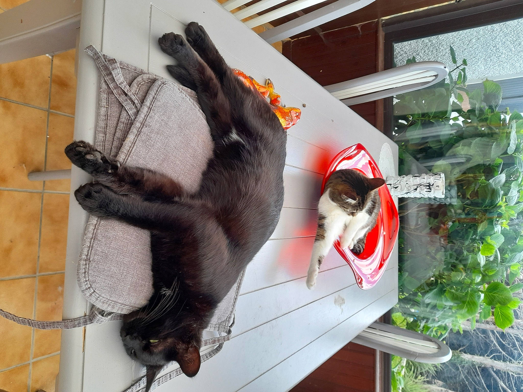 Gaillette participe au concours pour gagner de l'argent avec cette photo : carmine, fur, plant, sporting_group, tail, visual_arts