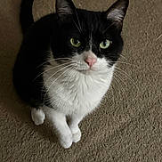 Navi is registered to the contest to win money with this photo: animal, black_and_white, carpet, cat, closeup, curious, cute, domestic_animal, feline, fur, green_eyes, indoor, looking_up, mammal, pet, pink_nose, portrait, sitting, tuxedo_cat, whiskers