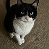 animal, black_and_white, carpet, cat, closeup, curious, cute, domestic_animal, feline, fur, green_eyes, indoor, looking_up, mammal, pet, pink_nose, portrait, sitting, tuxedo_cat, whiskers