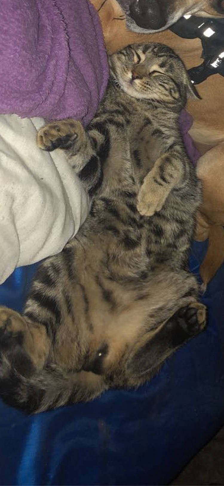 Oslo participe au concours pour gagner de l'argent avec cette photo : bed, carnivore, cat, claw, cloud, comfort, domestic_short_haired_cat, fawn, felidae, fur, linens, nap, paw, sky, small_to_medium_sized_cats, snout, tail, terrestrial_animal, whiskers, wildlife