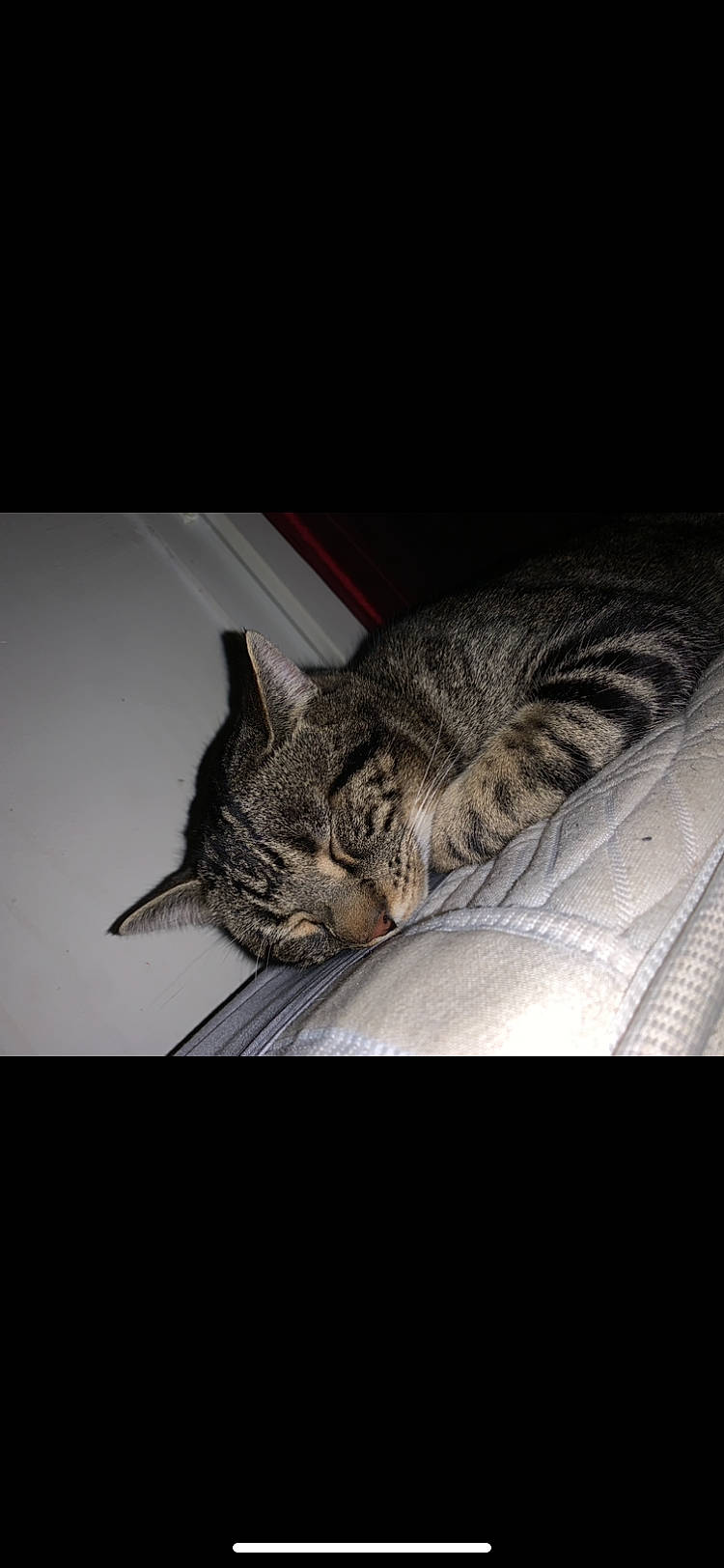 Oslo a rejoint le concours — aidez-le/la à gagner de superbes lots ! bored, carnivore, cat, claw, comfort, darkness, domestic_short_haired_cat, ear, felidae, fur, grey, monochrome_photography, nap, paw, small_to_medium_sized_cats, snout, tail, terrestrial_animal, whiskers, wildlife