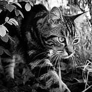 Oscar a rejoint le concours — aidez-le/la à gagner de superbes lots ! cat, tabby, animal, whiskers, black_and_white, outdoor, foliage, nature, closeup, predator, wild, mammal, eyes, stealth, plant, grass, leaves, curious, portrait, quiet