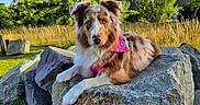Aika a rejoint le concours — aidez-le/la à gagner de superbes lots ! animal, bandana, blue_sky, calm, canine, dog, field, fur, grass, greenery, heterochromia, nature, outdoor, pet, portrait, relaxing, rock, summer, sunlight, tree