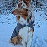 Aika a rejoint le concours — aidez-le/la à gagner de superbes lots ! animal, australian_shepherd, blue_eyes, canine, coat, cold, dog, forest, fur, jacket, nature, outdoor, pet, side_profile, sitting, snow, snowy_ground, trees, winter, winter_wear