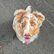 Aika participe au concours pour gagner de l'argent avec cette photo : dog, asphalt, heterochromia, tongue_out, ears, happy, looking_up, pet, canine, fur, outdoor, shoes, footwear, white_shoes, pavement, sidewalk, brown_fur, pink_nose, animal, cute