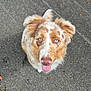 dog, asphalt, heterochromia, tongue_out, ears, happy, looking_up, pet, canine, fur, outdoor, shoes, footwear, white_shoes, pavement, sidewalk, brown_fur, pink_nose, animal, cute