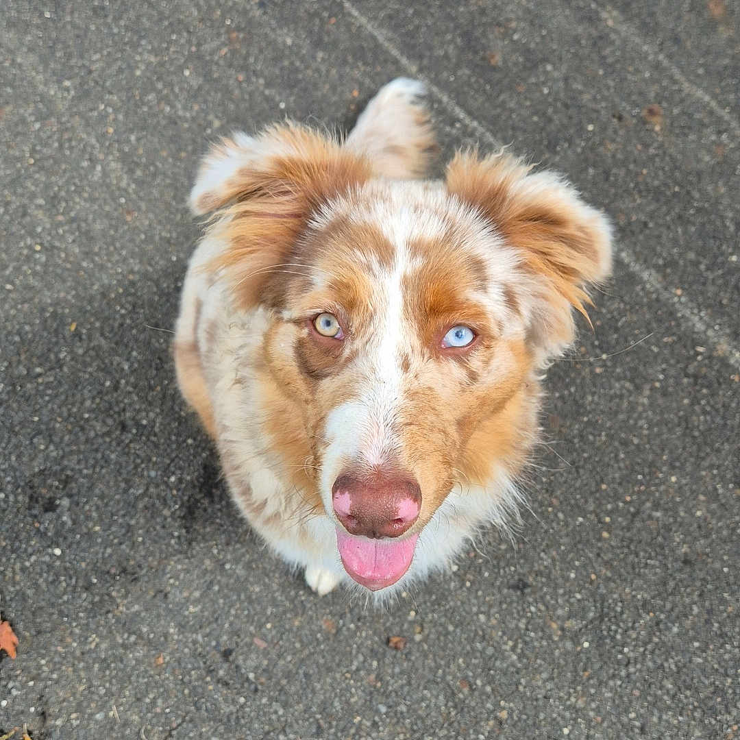 Aika participe au concours pour gagner de l'argent avec cette photo : animal, asphalt, brown_fur, canine, cute, dog, ears, footwear, fur, happy, heterochromia, looking_up, outdoor, pavement, pet, pink_nose, shoes, sidewalk, tongue_out, white_shoes