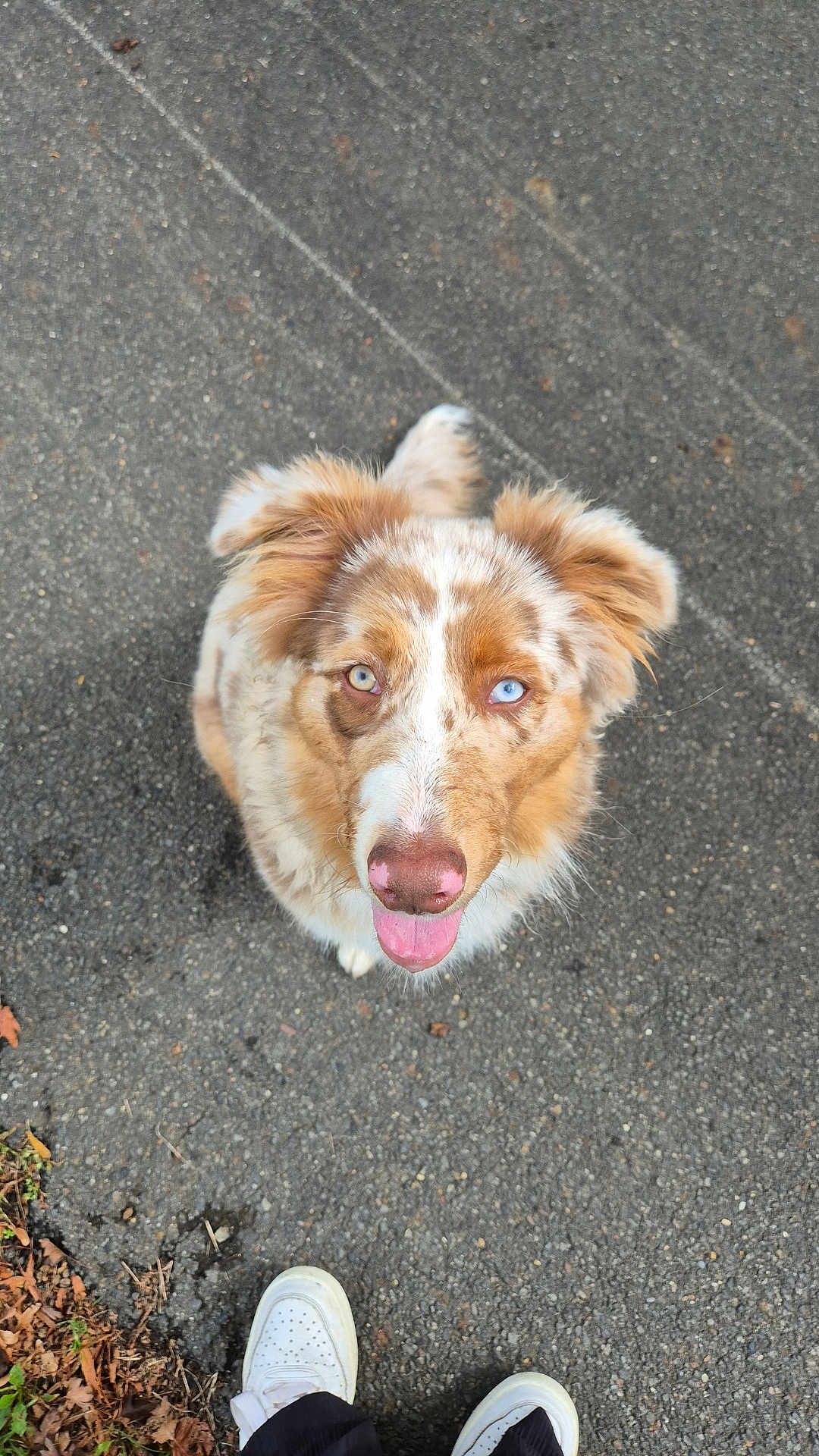 Aika participe au concours pour gagner de l'argent avec cette photo : dog, asphalt, heterochromia, tongue_out, ears, happy, looking_up, pet, canine, fur, outdoor, shoes, footwear, white_shoes, pavement, sidewalk, brown_fur, pink_nose, animal, cute