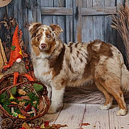 Aika a rejoint le concours — aidez-le/la à gagner de superbes lots ! australian_shepherd, autumn, basket, blue_eyes, brown_and_white, cute, decor, dog, fall_leaves, fur, gnome, indoor, mushrooms, orange_hat, pet, pinecones, posing, pumpkin, rustic, wooden_floor