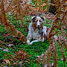 Aika participe au concours pour gagner de l'argent avec cette photo : animal, autumn, brown, canine, dog, fern, forest, fur, greenery, laying_down, leaves, moss, nature, outdoor, peaceful, pet, quiet, scenic, tree_trunk, white
